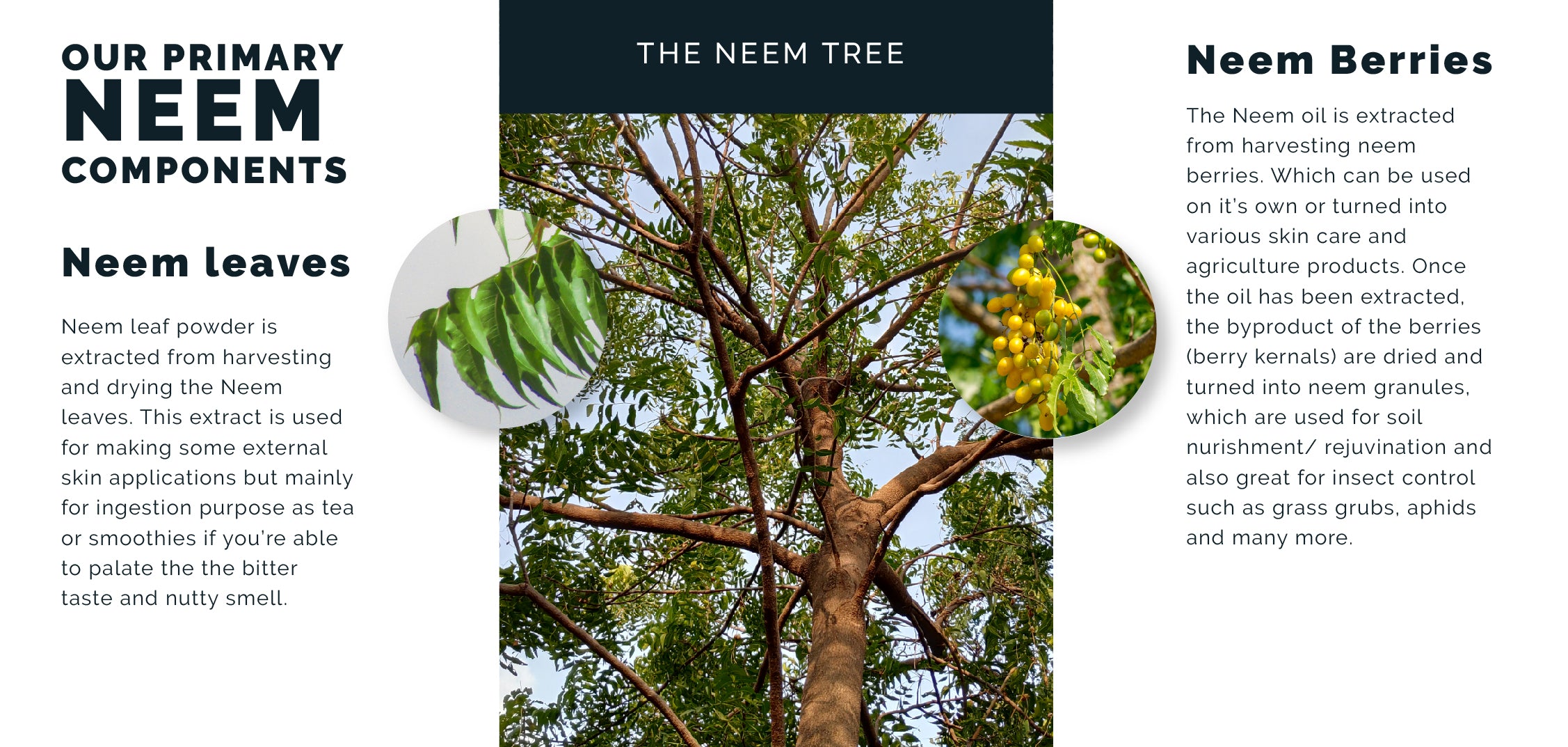 nativeneem-the-neem-tree