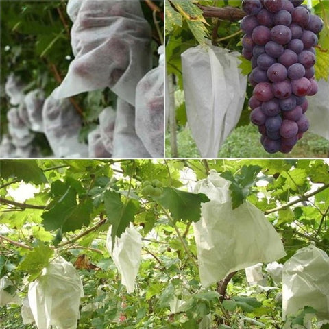 Fruit exclusion bags