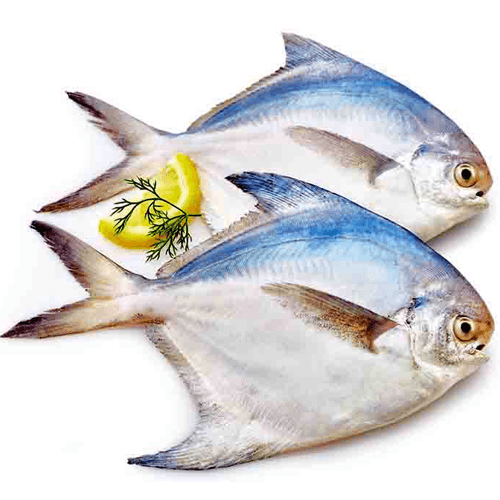 Pomfret fish