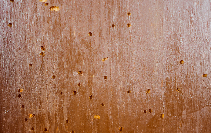 Exit holes on wood caused by wood borers