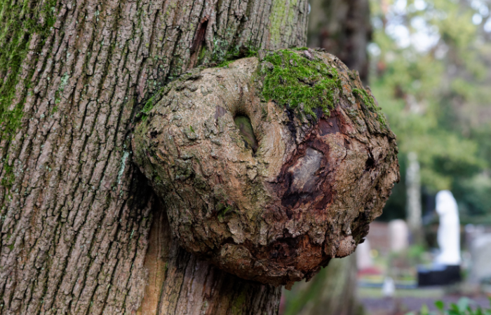 Burl growing on the side of a tree trunk