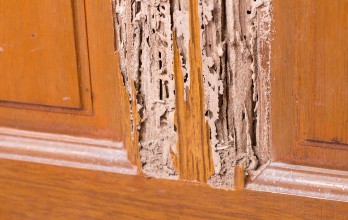 Wooden wall hollowed out by Drywood Termites