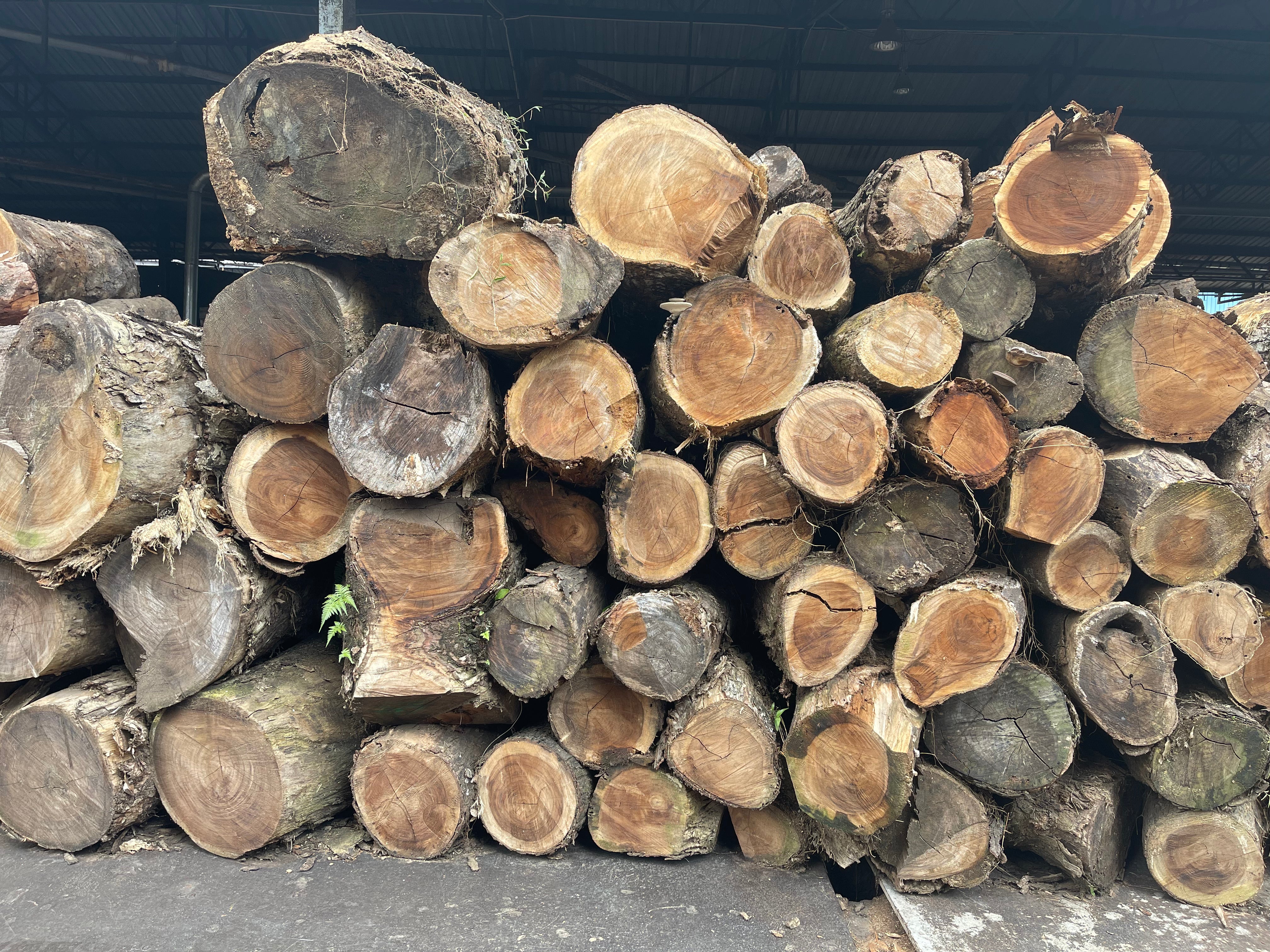Stockpile of hardwood logs for furniture making