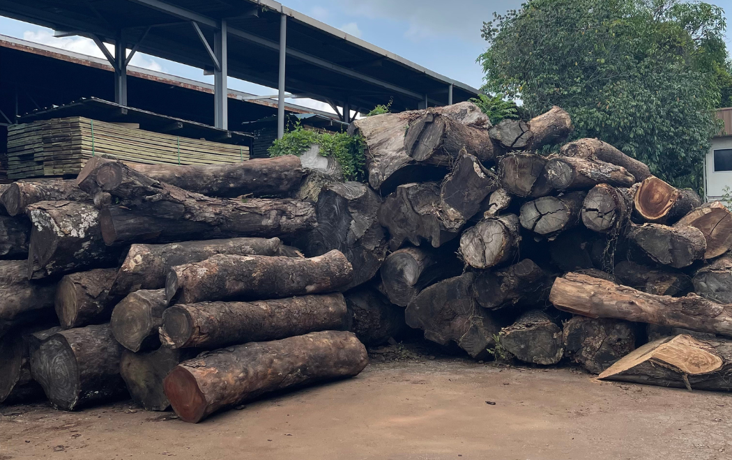 Pile of softwood logs used for making furniture