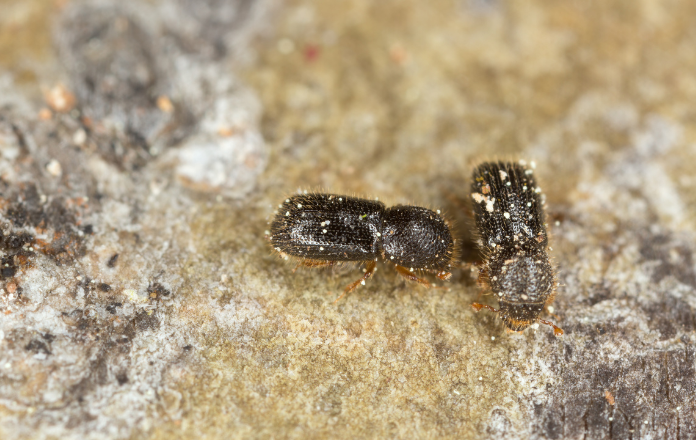 Close up of a two wood borers 