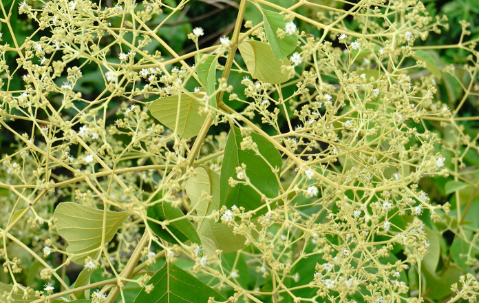 Image of a Teak tree flower