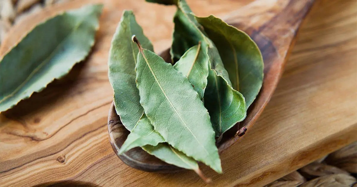 CAN-BAY-LEAVES-BE-EATEN-The-Rike The Rike