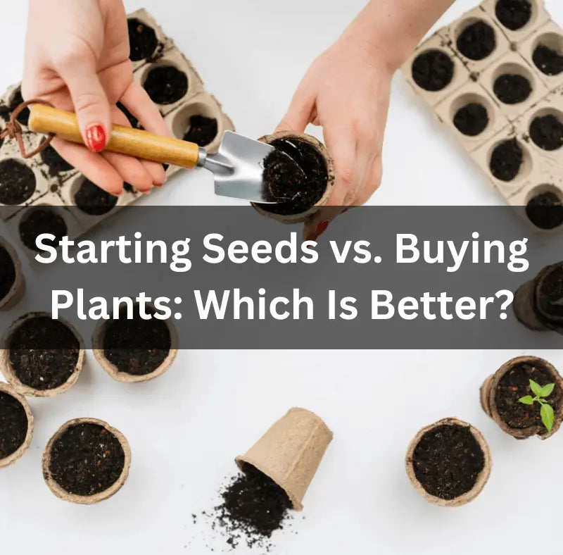 Starting-Seeds-vs.-Buying-Plants-Which-Is-Better The Rike