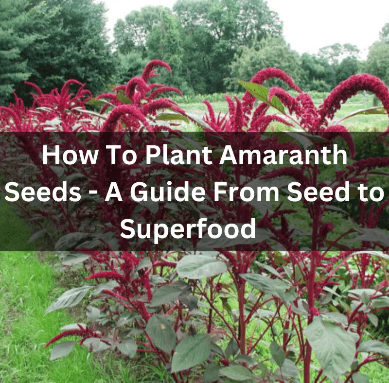 How-To-Plant-Amaranth-Seeds-A-Guide-From-Seed-to-Superfood The Rike