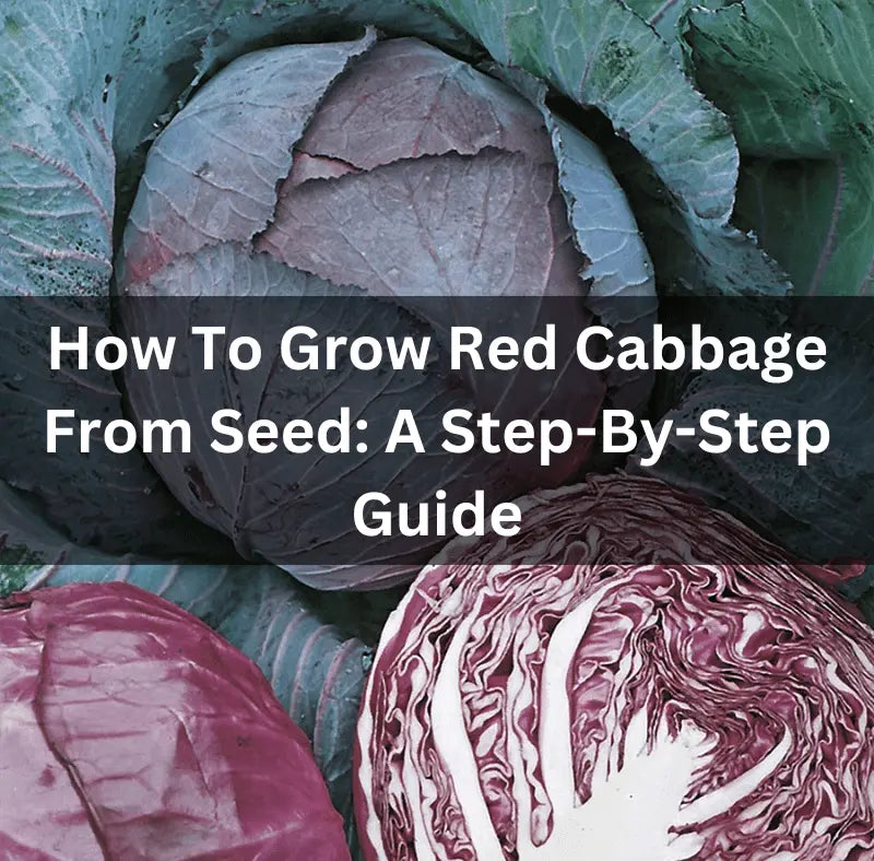 How-To-Grow-Red-Cabbage-From-Seed-A-Step-By-Step-Guide The Rike