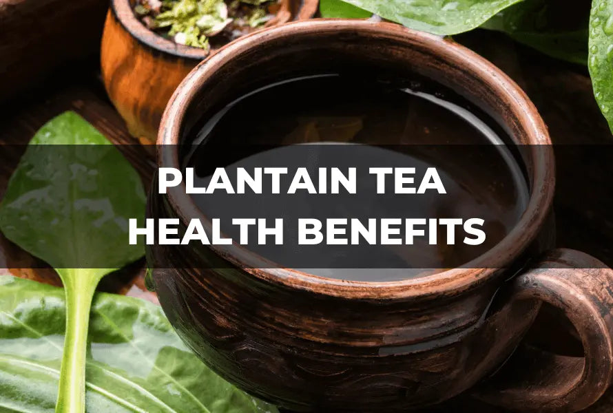 Discover-the-Powerful-Plantain-Tea-Health-Benefits-for-Your-Well-Being The Rike