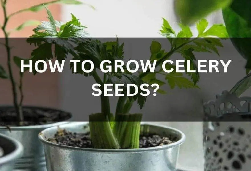 A-Full-Guide-Tips-On-How-To-Grow-Celery-From-Seed The Rike