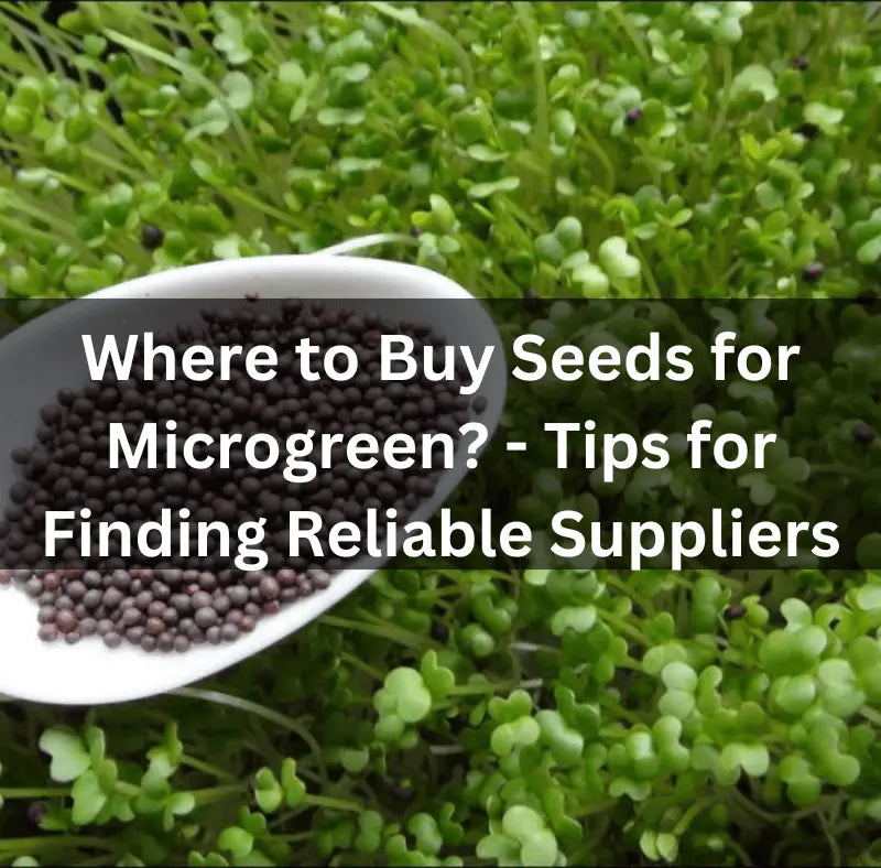 Where-to-Buy-Seeds-for-Microgreen-Tips-for-Finding-Reliable-Suppliers The Rike