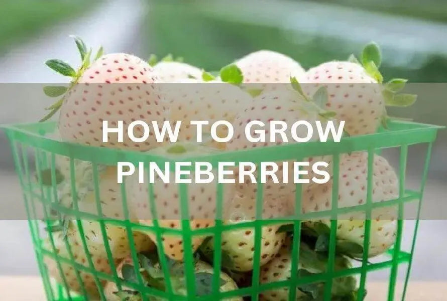 How-To-Grow-Pineberries-From-Seeds-Harvest-The-Best-Crop The Rike