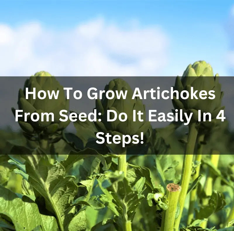 How-To-Grow-Artichokes-From-Seed-Do-It-Easily-In-4-Steps The Rike