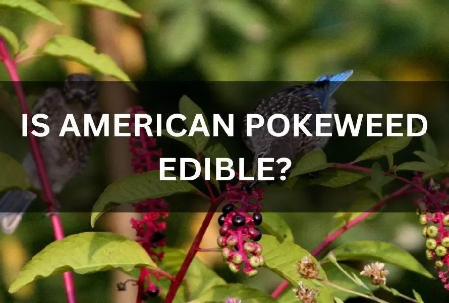IS-AMERICAN-POKEWEED-EDIBLE-IS-IT-GOOD-TO-USE The Rike
