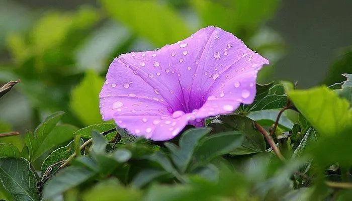 Collecting-And-Storing-Morning-Glory-Seeds-How-To-Store-Seeds-Of-Morning-Glories The Rike
