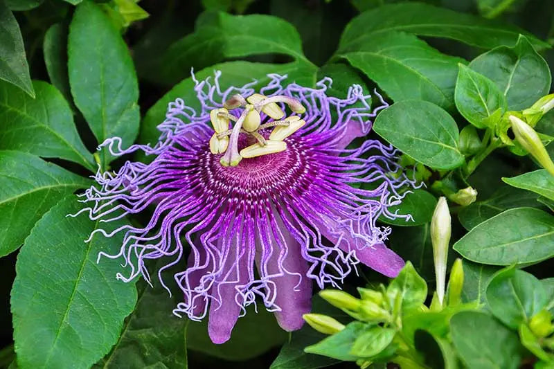 The-Passion-Flower-Bearing-the-Lord-s-Love The Rike