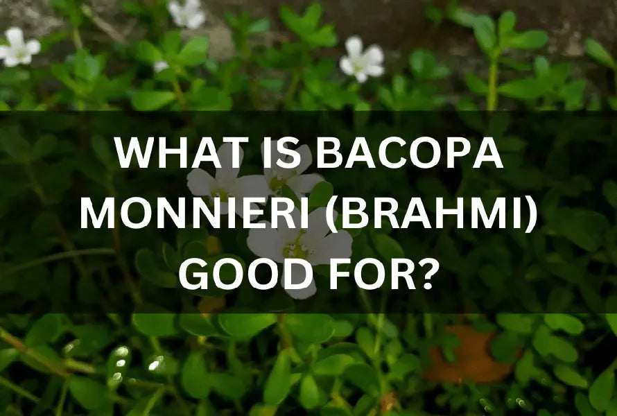 ANSWERED-WHAT-IS-BACOPA-MONNIERI-BRAHMI-GOOD-FOR The Rike