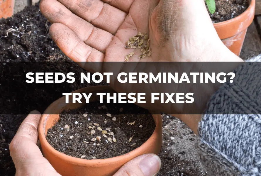 Seeds-Not-Germinating-Try-These-Fixes-to-Get-Your-Garden-Growing The Rike