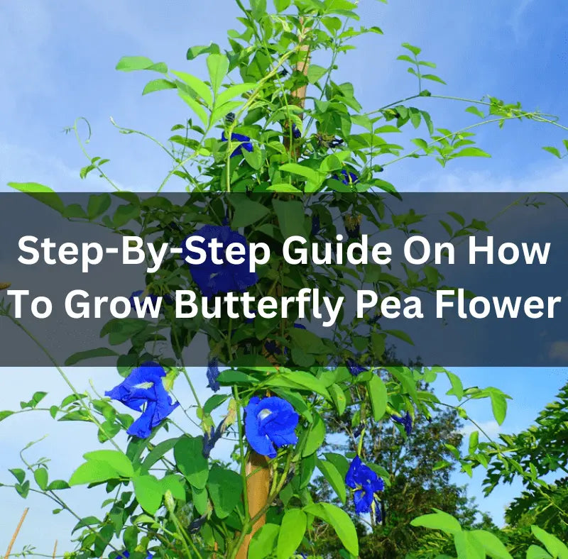 Step-By-Step-Guide-On-How-To-Grow-Butterfly-Pea-Flower The Rike