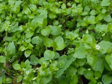 Exploring-Wild-Edibles-and-Medicinal-Plants-A-Closer-Look-at-the-Chickweed-Plant The Rike