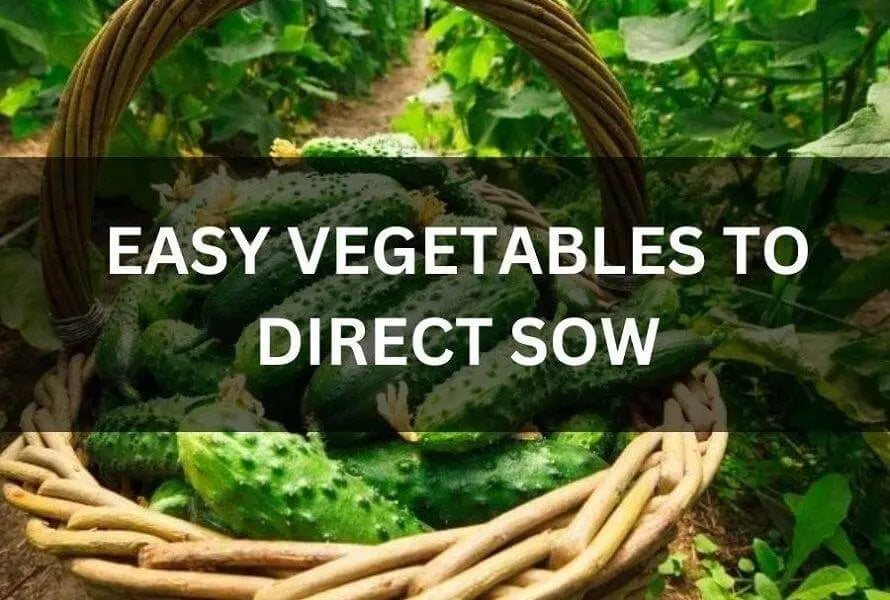 Top-Easy-Vegetables-To-Direct-Sow-In-Your-Garden The Rike