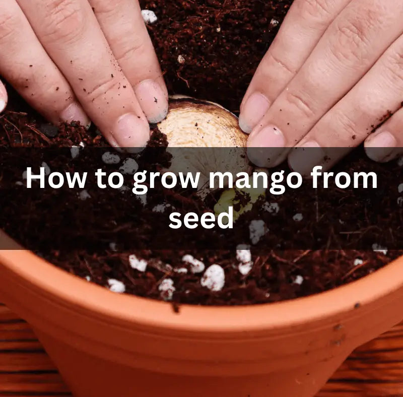 How-to-Grow-Mango-from-Seed The Rike