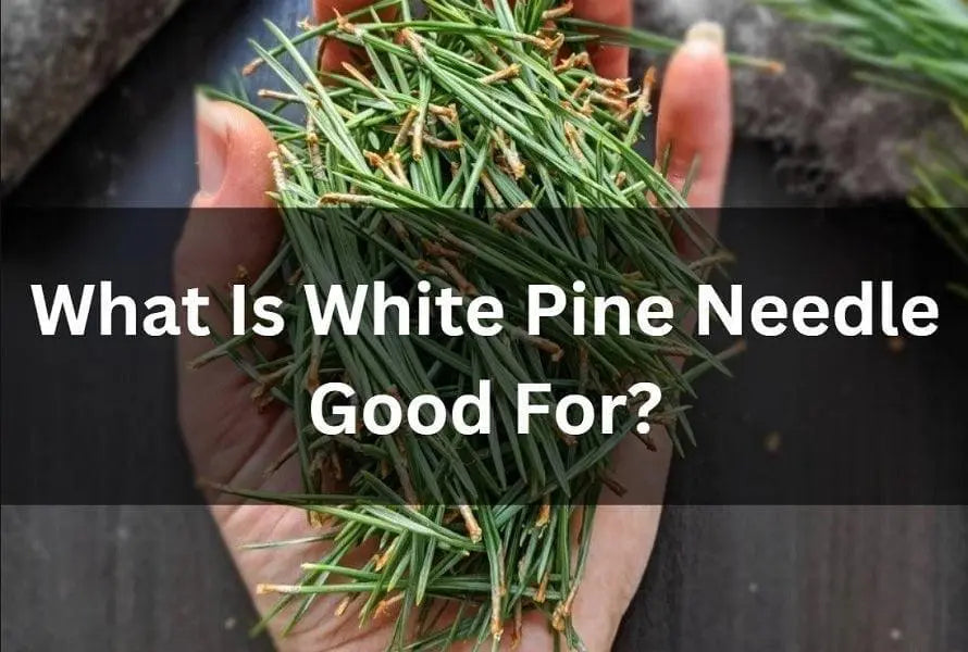 What-Is-White-Pine-Needle-Good-For-How-To-Use-It-Safely The Rike