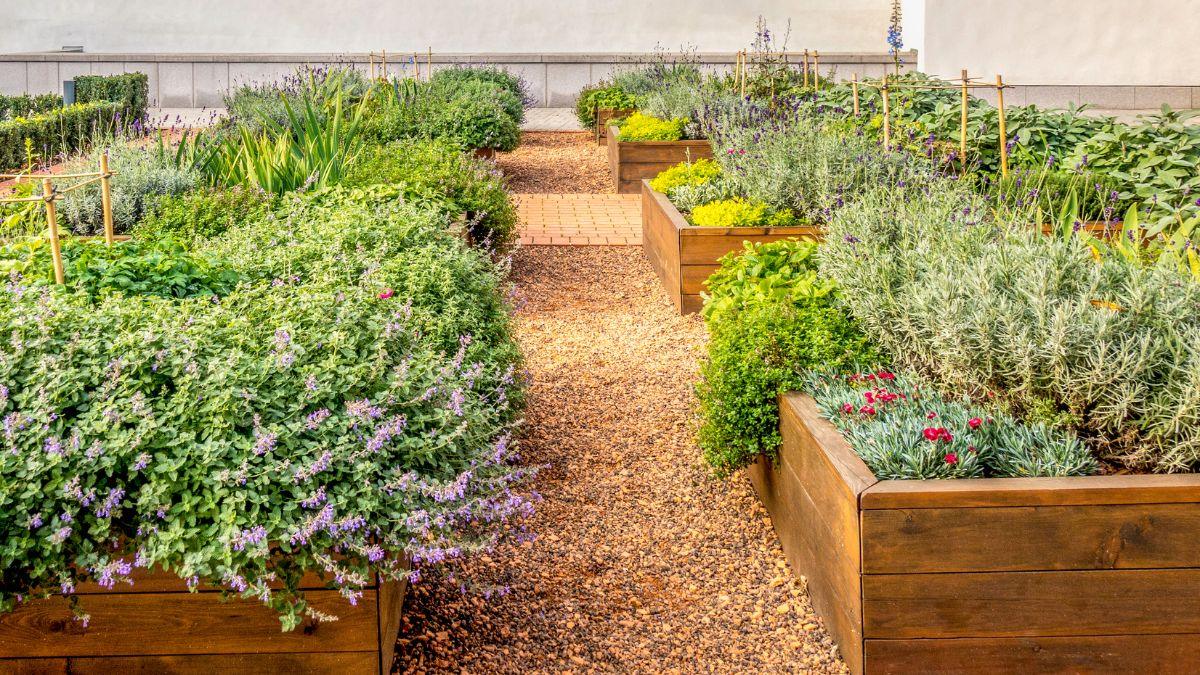 Achieving-Success-with-Raised-Garden-Beds-5-Tips-You-Can-Count-On The Rike