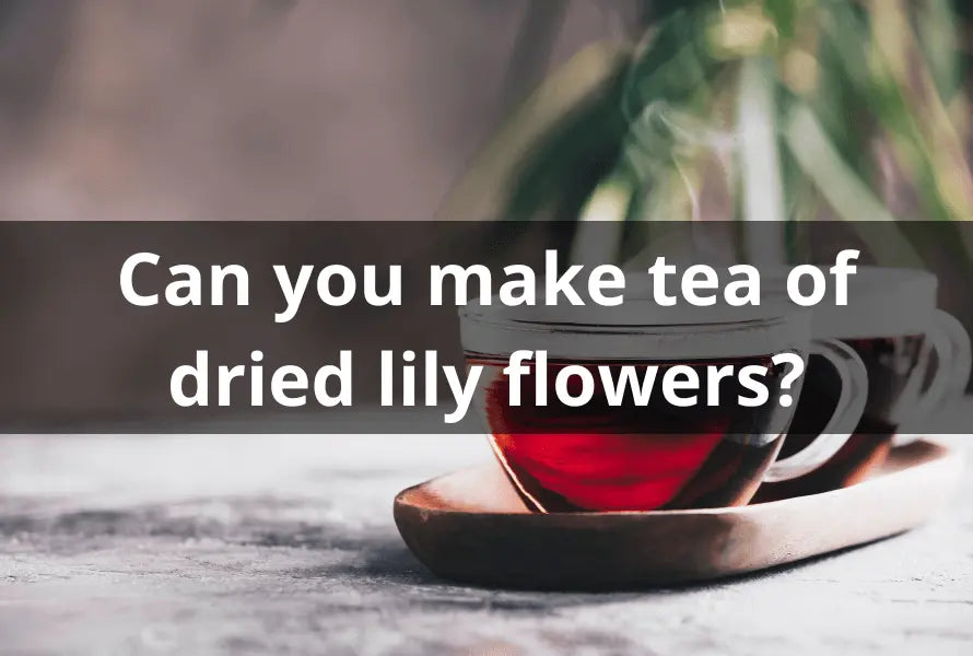 Unlock-the-Secrets-Can-You-Make-Tea-of-Dried-Lily-Flowers The Rike