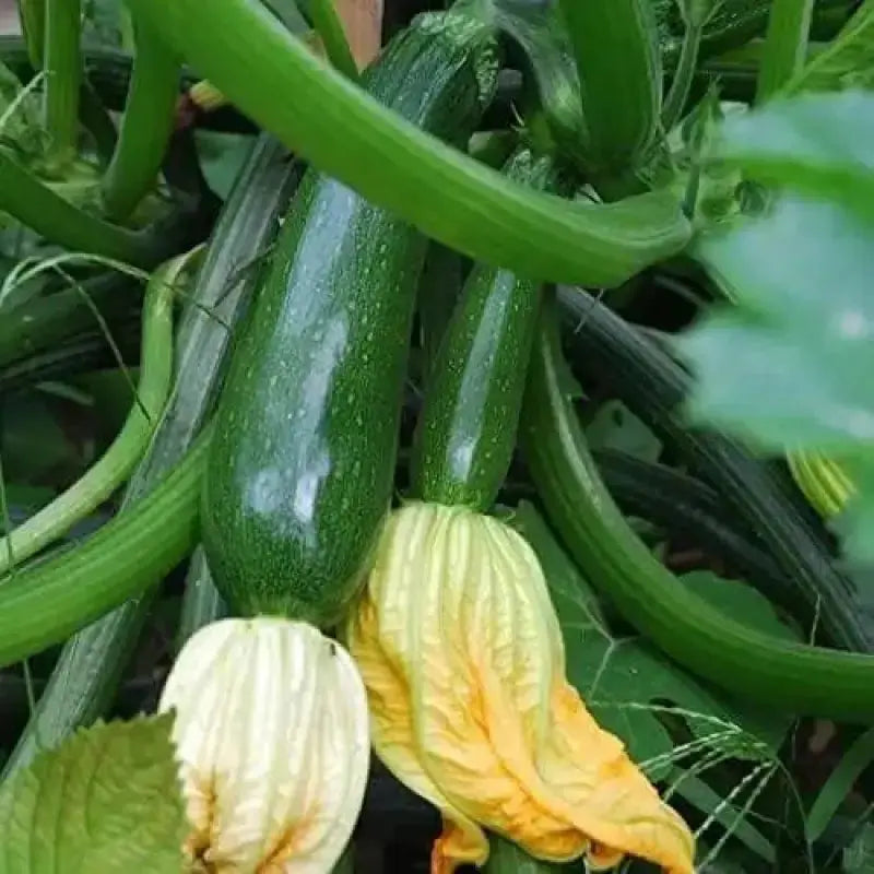 100 Dark Green Zucchini Squash Seeds | Vegetable Seed | Heirloom Traditional Gardener’s Delight