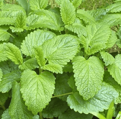 Lemon Balm Tea to help sleep