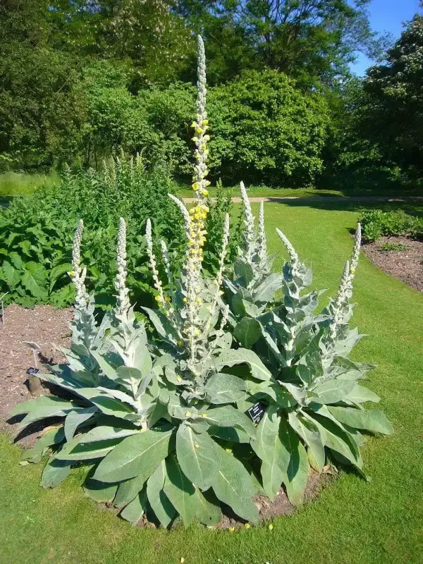 Great Mullein Seeds 4000 Seeds for Planting Verbascum thapsus x 2 pack