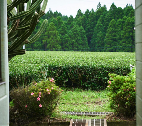 garden tea herb