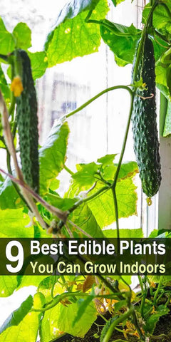 Edible Plants