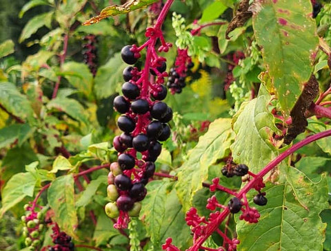 AMERICAN POKEWEED