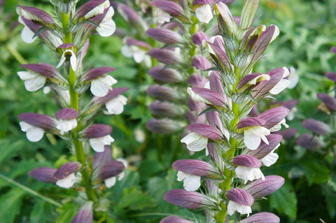 Answered: What Is Acanthus Used For? How To Use This Herb?