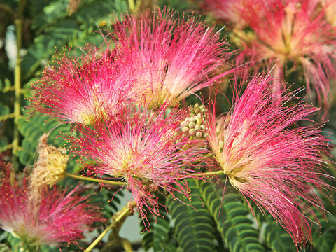 “Are Pink Mimosa Flowers Edible?” - Exploring The Interesting Facts