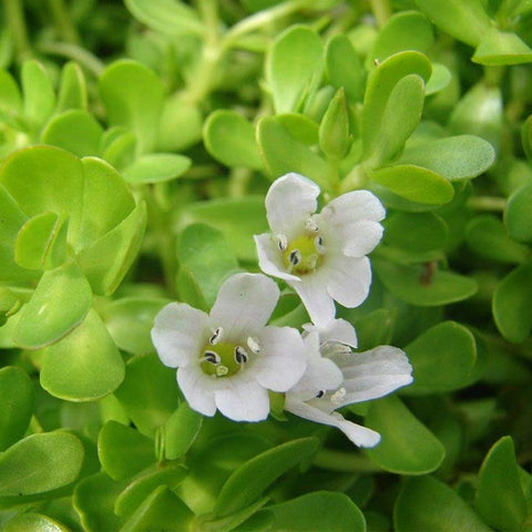 Bacopa Monnieri