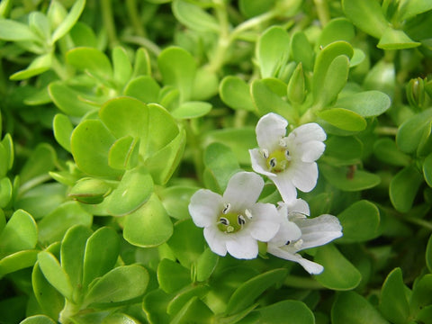 ANSWERED: WHAT IS BACOPA MONNIERI (BRAHMI) GOOD FOR?