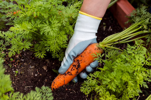 Best vegetable crops for shade