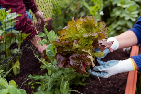 Best vegetable crops for shade