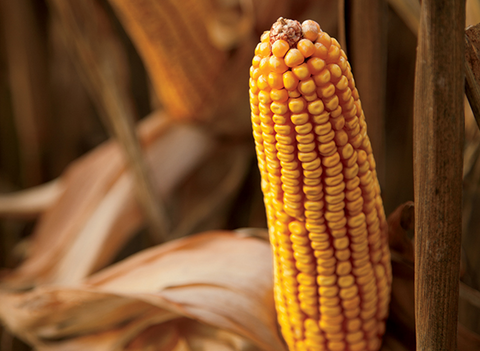 Can You Eat Dent Corn? - Discover the truth and special recipes