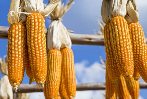 Can You Eat Dent Corn? - Discover the truth and special recipes