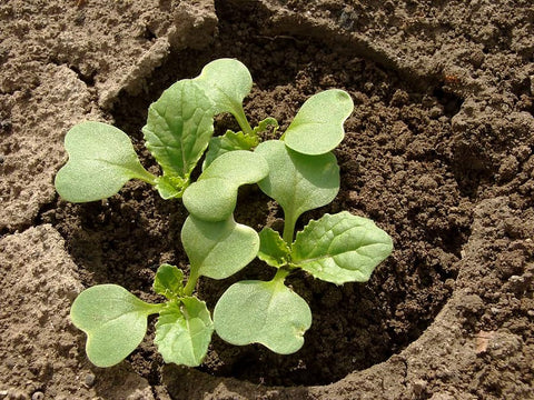 Newly grown cabbage plants