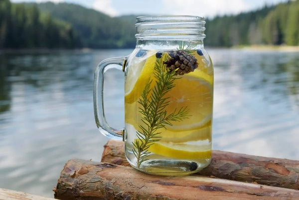 DIY white pine leaf tea