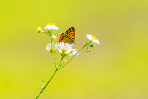 Daisy Fleabane Use - Wonderful Health and Garden Benefits