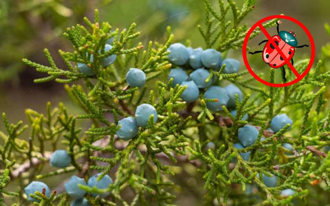 Eastern-red-cedar-uses-2