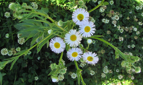 Fleabane Daisy Seeds - Amazing Guideline for Planting and Buying